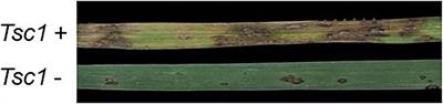 Genomic Analysis and Delineation of the Tan Spot Susceptibility Locus Tsc1 in Wheat